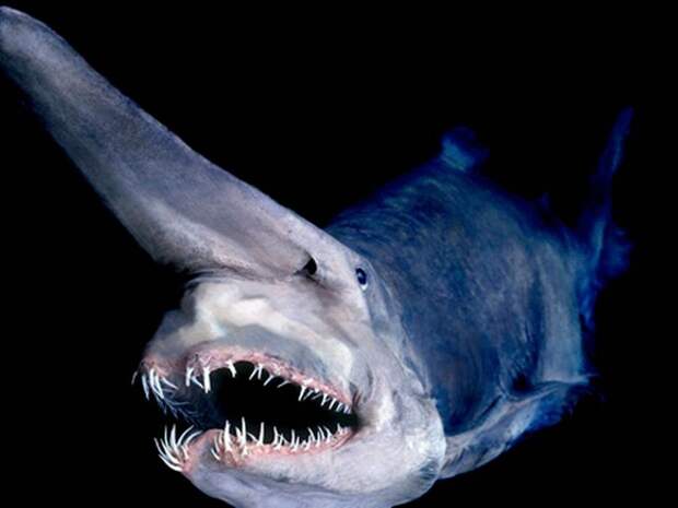 Акула-домовой (акула гоблин): описание, где водится, чем питается