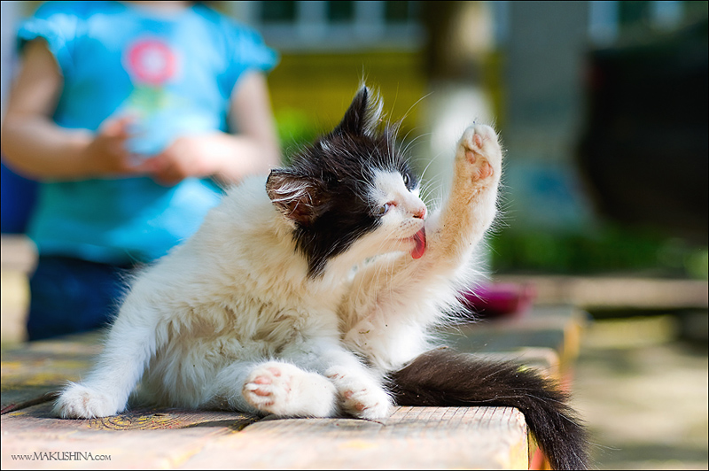 Котята и коты (27 фото)