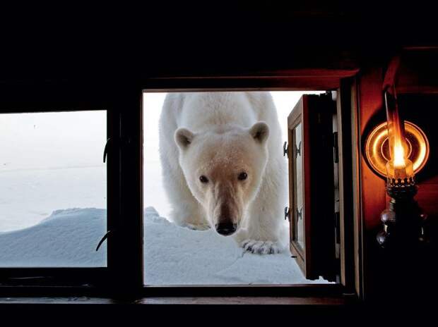 Лучшие фотографии от National Geographic за 2012 год national geographic, дикая природа, животные, лучшие фотографии, природа