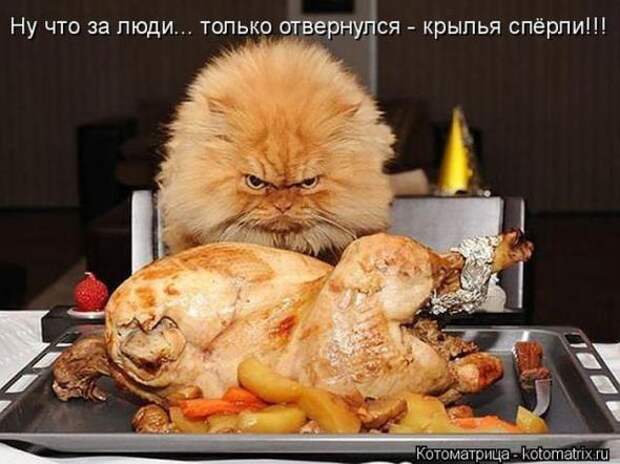 Котоматрицы(картинки с надписями)