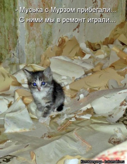 1359322088_1359093501_kotomatv (440x570, 63Kb)