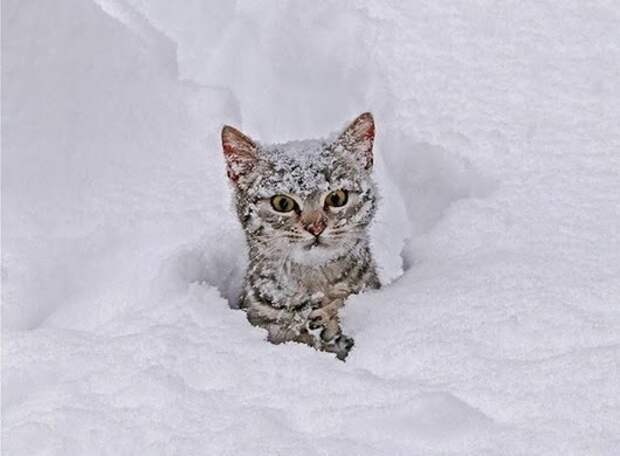 cat-snow-1