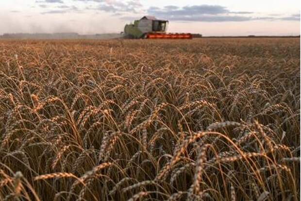 A combine harvests wheat in a field of Triticum farm in Omsk region, Russia September 16, 2020. Picture taken September 16, 2020. REUTERS/Alexey Malgavko
