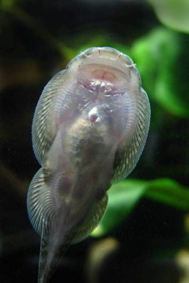 gastromyzon farragus IMG_7882.jpg