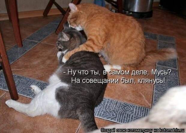 Пятничная котоматрица