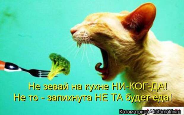 Котоматрицы (картинки с надписями)