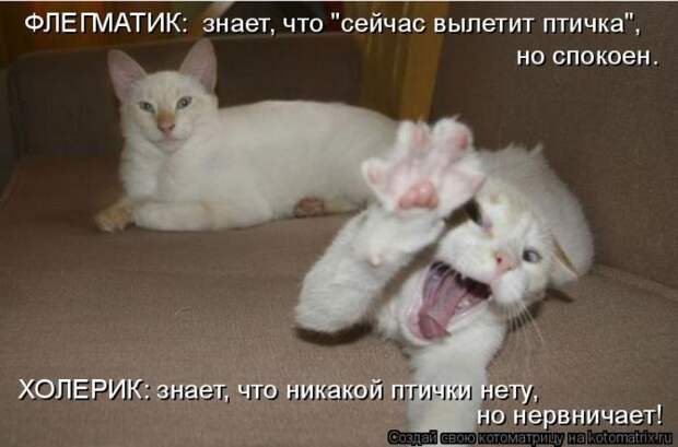 Лучшие котоматрицы недели (50 фото)