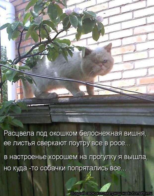 Котоматрицы(картинки с надписями)