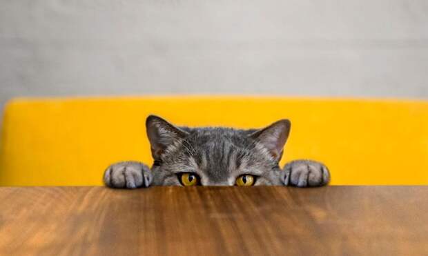 Никакого молока: ветеринар дала список разрешенных продуктов, которыми можно угостить кошку