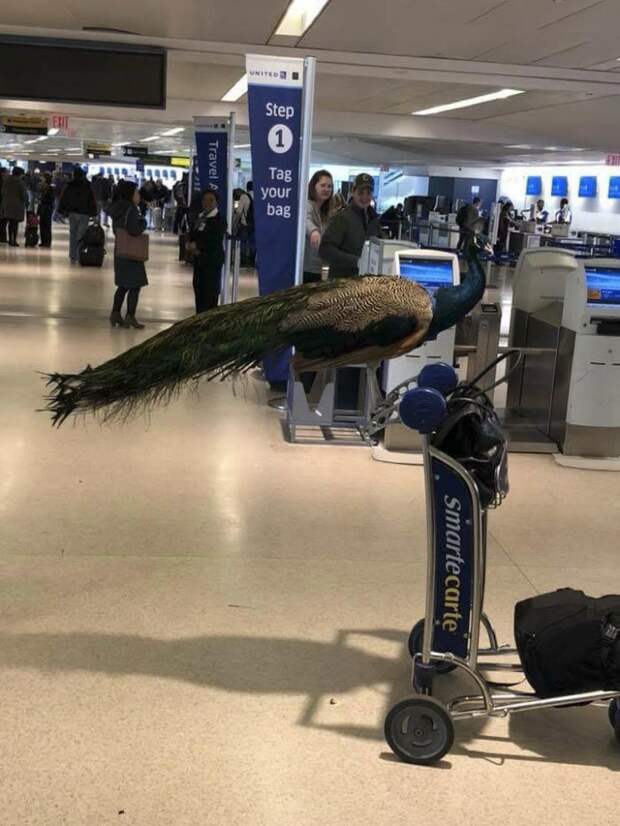 Это павлин для эмоциональной поддержки, Декстер, пытается сесть на рейс из Ньюарка в Лос-Анджелес авиапроисшествия, аэропорт, домашний питомец, забавный случай, и такое бывает, надо же какие, павлин, птица