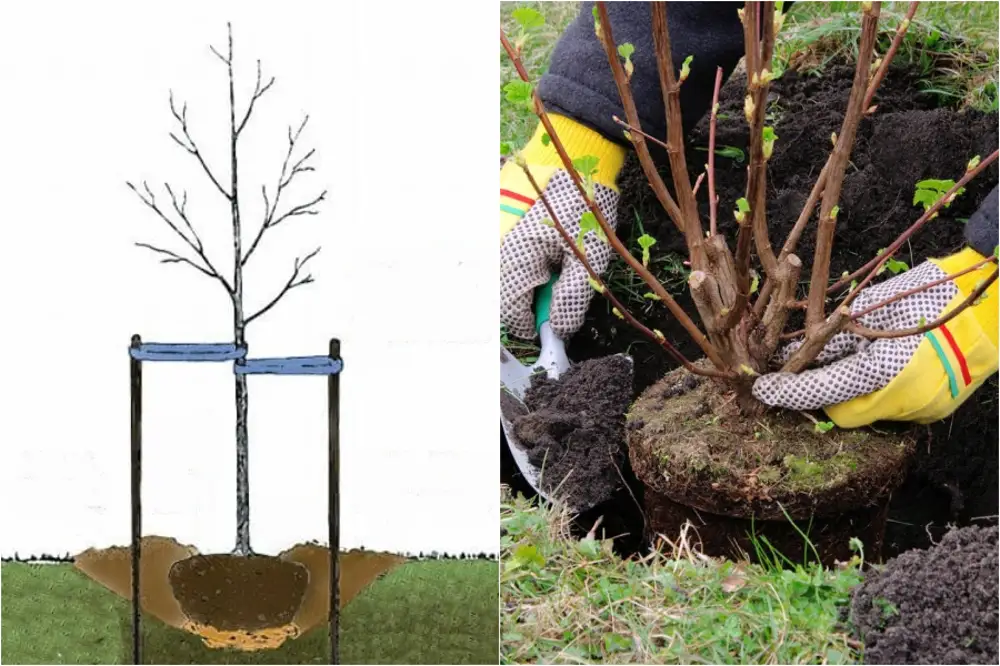 Какие деревья можно сажать весной