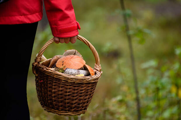 360: сбор грибов из Красной книги Подмосковья грозит штрафом до 100 тыс. рублей