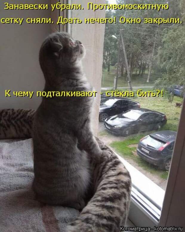 Лучшие котоматрицы недели (50 фото)