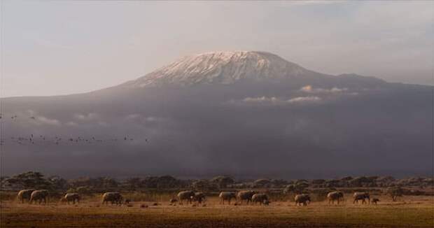 The Lion King Teaser