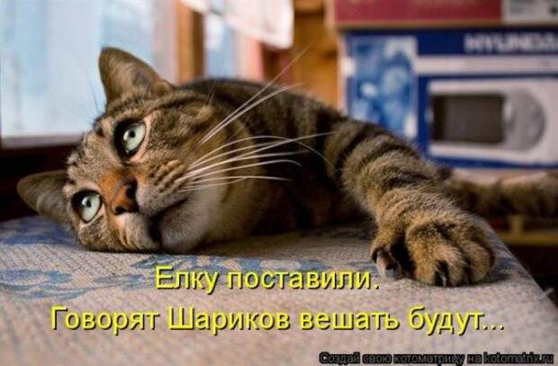 Котоматрицы на Новый год