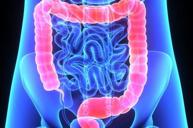 Найдено природное средство для защиты кишечника от воспаления