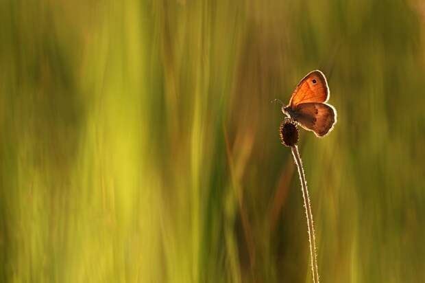 Красивая бабочка просвечивается на солнце. (Вадим Трунов)