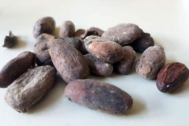Kew Bulletin: найдены новые какао-растения, устойчивые к высоким температурам