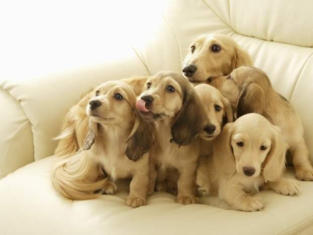 Собаки, которые гордятся своим чудесным потомством собаки, фотографии, щенки