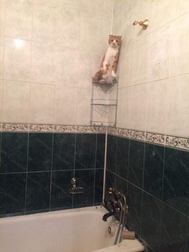 20 мест, в которых не должно было быть кота, но вот он (20 фото)