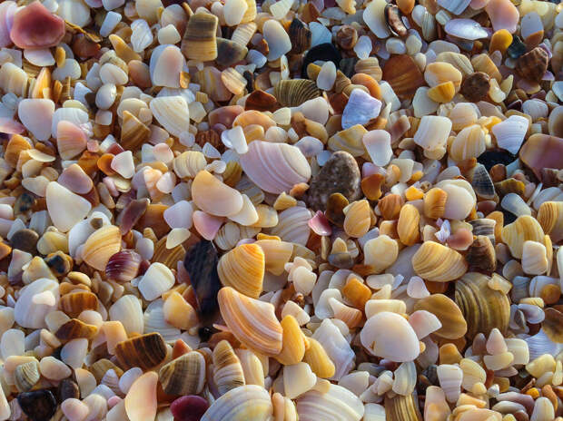 На фото: гладко обкатанные морем цветные кусочки ракушки на пляже в Береговом.