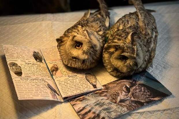 В Тамбовской области браконьеры тяжело ранили двух ушастых сов