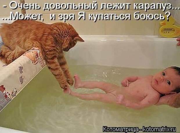 Котоматрицы(картинки с надписями)