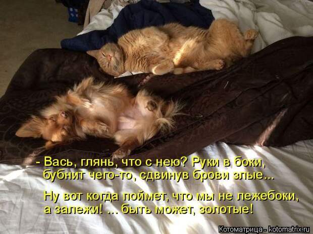 Лучшие котоматрицы недели (50 фото)