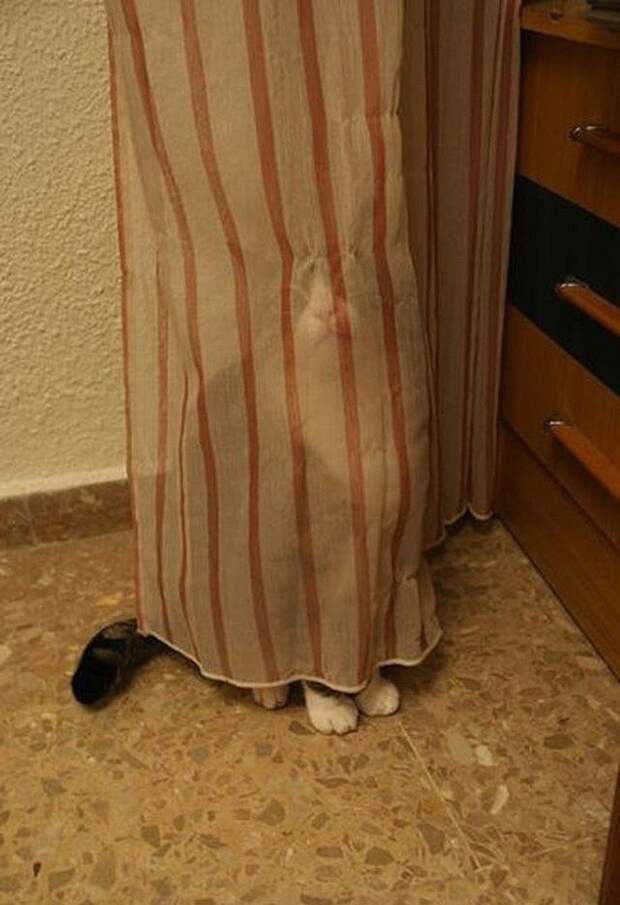 Смешные кошки