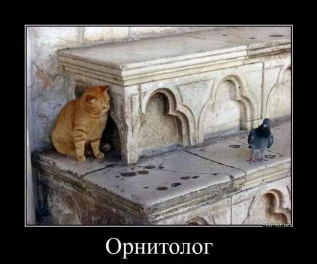 Прикольные демотиваторы с надписями. Подборка chert-poberi-dem-chert-poberi-dem-40080424072020-2 картинка chert-poberi-dem-40080424072020-2