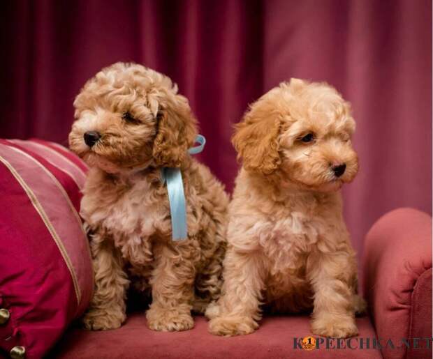 Щенки Той Пуделя в Авдеевке - 17 000 руб