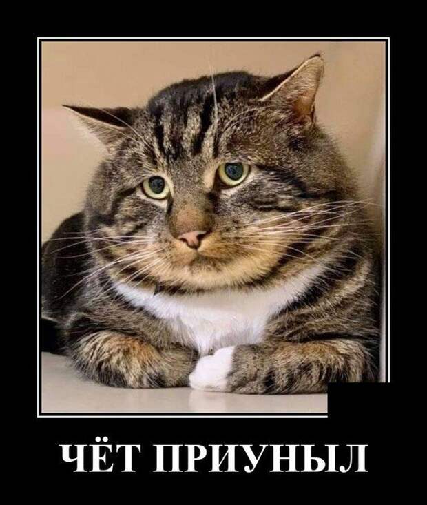 Демотиватор про кота