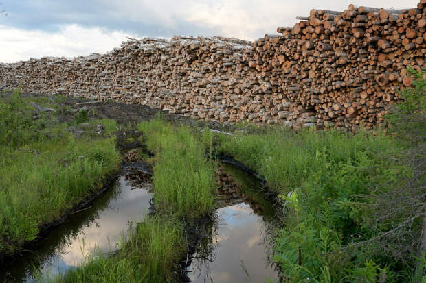 Двинско-Пинежский заказник, как исчезают первозданные леса. Фотографии Игоря Шпиленка