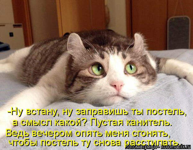 kotomatritsa_Yd (600x468, 292Kb)