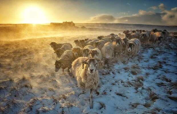 Стадо овец в снежном Йоркшире, Великобритания