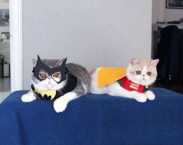 I Make Costumes For My Cats