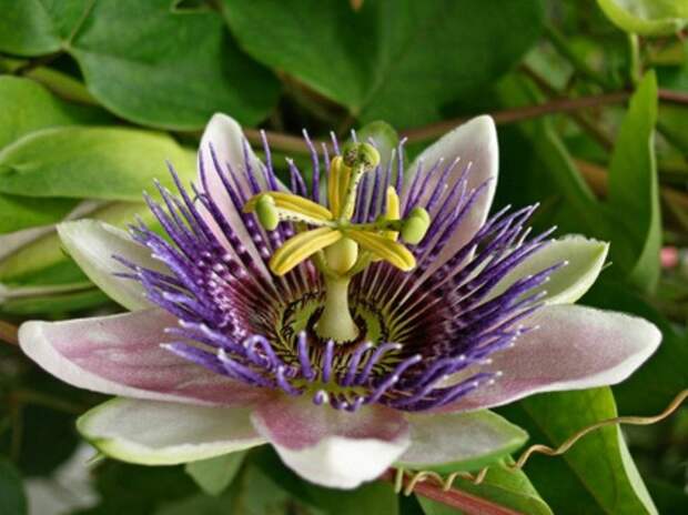 passiflora_hf