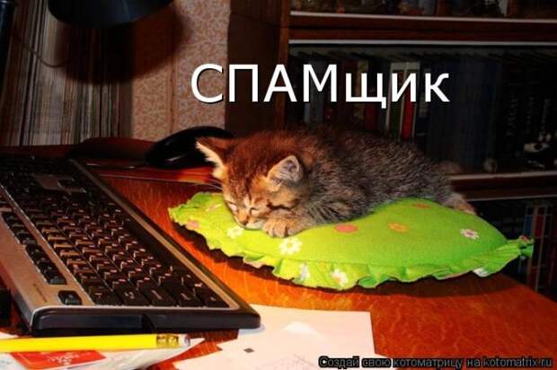 Лучшие котоматрицы недели (50 фото)