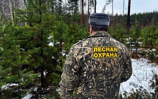 В Рязанской области усилена охрана лесов перед Новым годом
