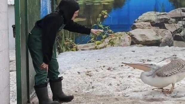 Пеликан стал "хозяином" вольера в зоопарке Барнаула