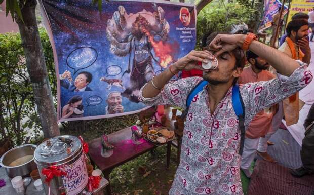 Сотни индусов выпили коровьей мочи для профилактики коронавируса