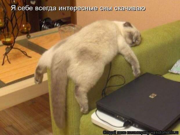 Лучшие котоматрицы недели (50 фото)
