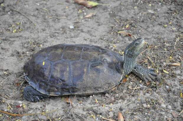 Каспийская черепаха: фото, места обитания, образ жизни