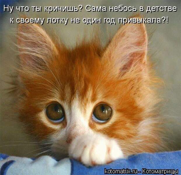 Лучшие котоматрицы недели Лучшие котоматрицы недели