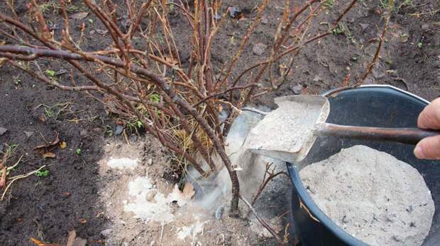 Ягоды будут крупными и сладкими: чем подкормить смородину в апреле для рекордного урожая