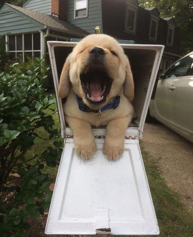 Lab Puppies Are The Best