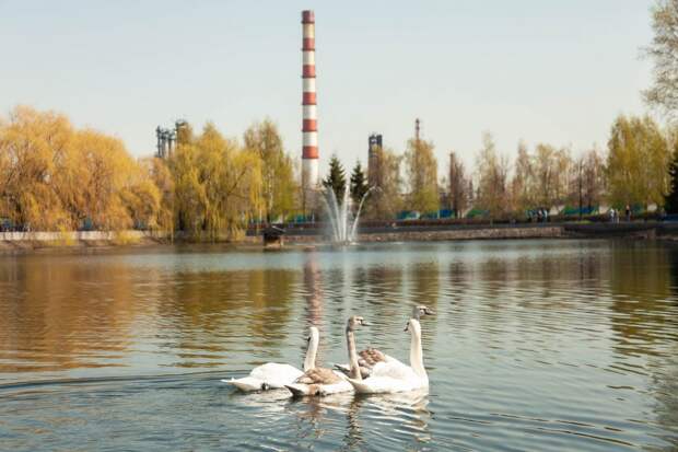 Подпись фото: Уголок живой природы: лебеди Московского НПЗ вернулись на пруд после зимы. Фото: Родион Баранов.