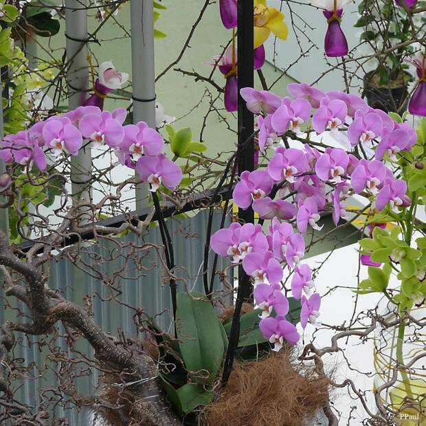 орхидеи в Павильоне королевы Беатрикс