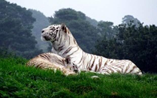 Белые тигры 39