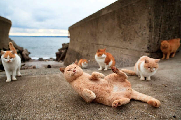 Кошачий рай на японском острове